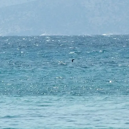 Coralina * Korithion